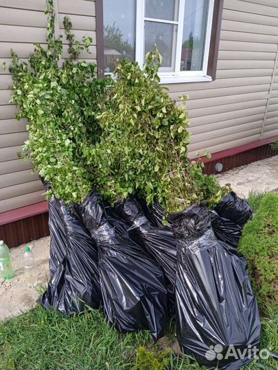 Пузыреплодник зеленый