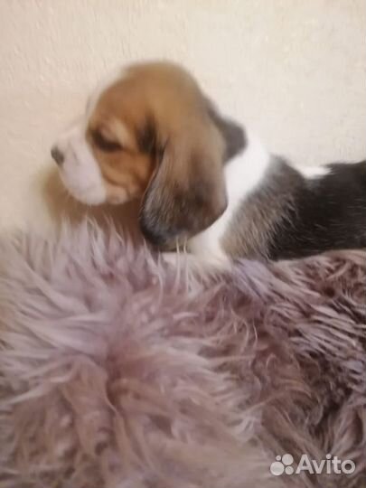 Щенки Бигль