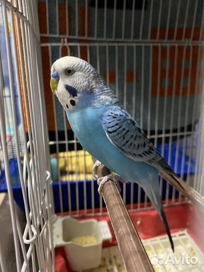 Волнистый попугай с клеткой