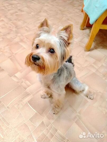 Йоркширский терьер вязка