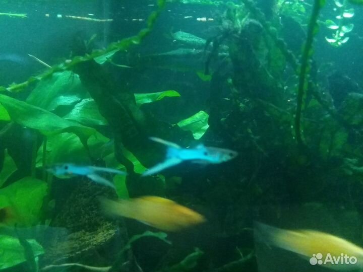 Гуппи японские