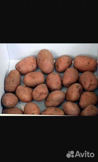 Картошка на посадку и еду