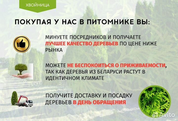 Туя Смарагд 1,8-2 м