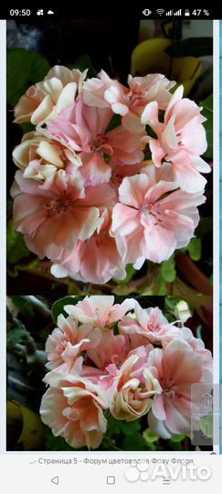 Герань черенки