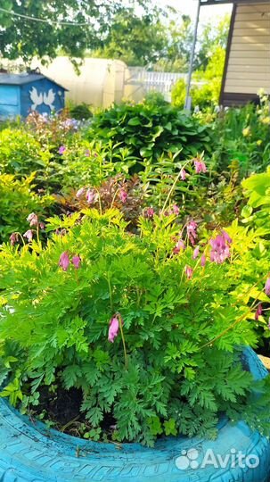 Очиток, дицентра(разбитое сердце)