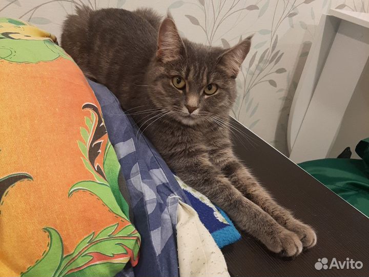 Кошка в дар бесплатно