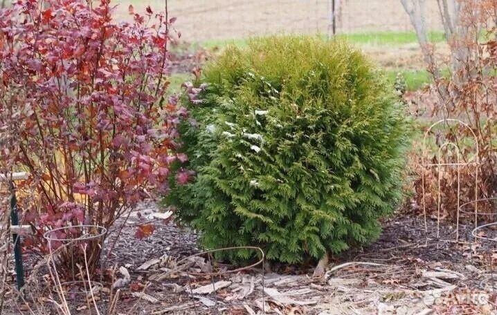 Хвойные растения