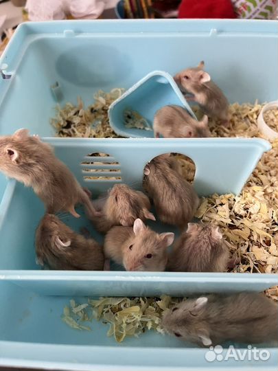 Джунгарские хомячки