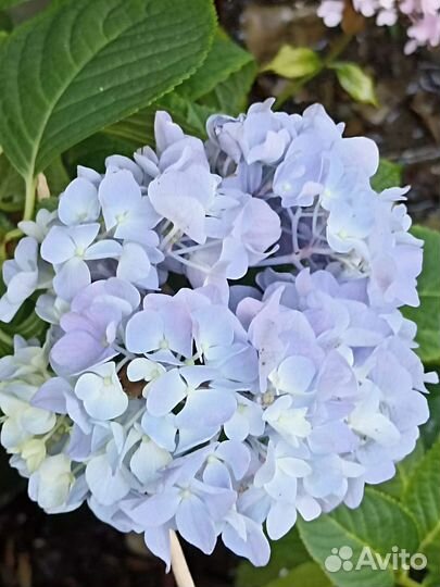 Гортензия крупнолистная