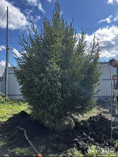 Посадка Крупномеров (Ель,Сосна,Кедр,Пихта)