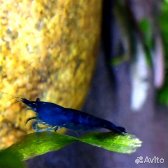 Аквариумные креветки