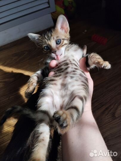 Бенгальский котёнок