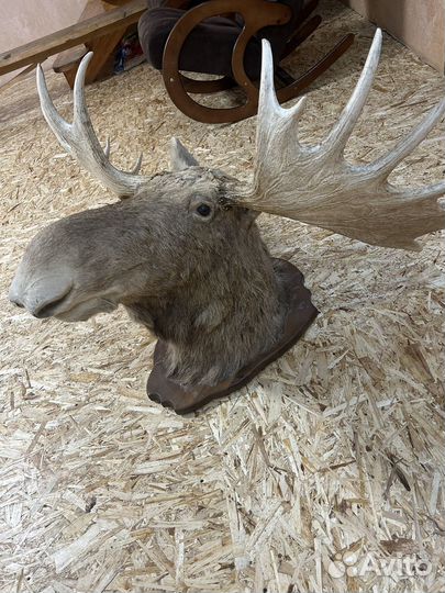 Рога лося