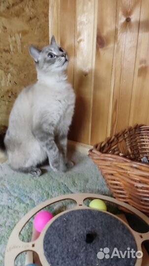 Спасенная с улицы красотка ищет дом