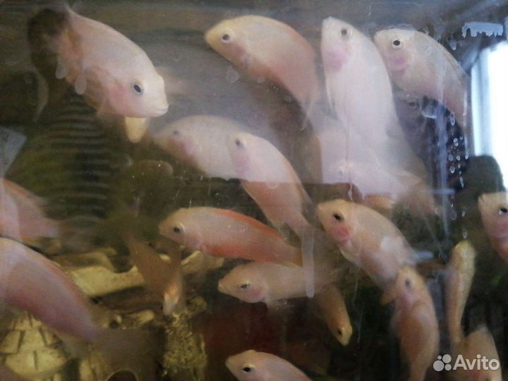 Рыба Цихлиды полосатые оранжевый фламинго