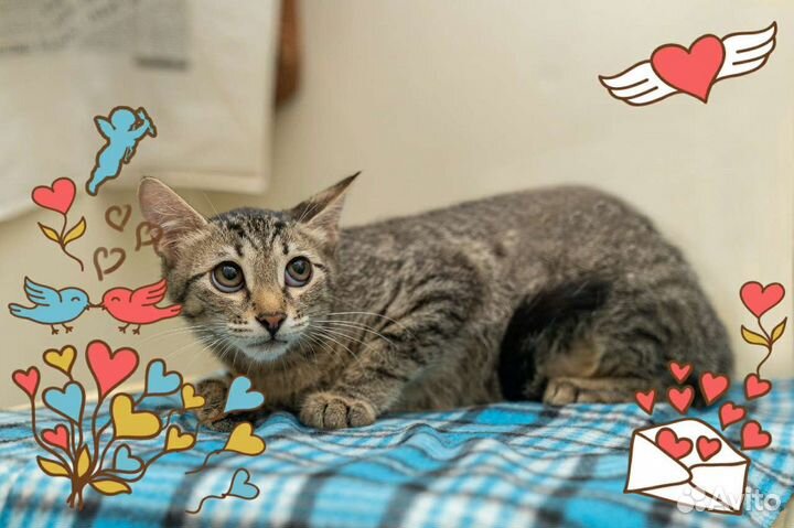 Котенок в добрые руки