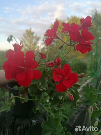 Пеларгония