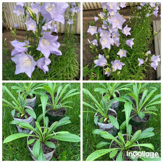 Колокольчик