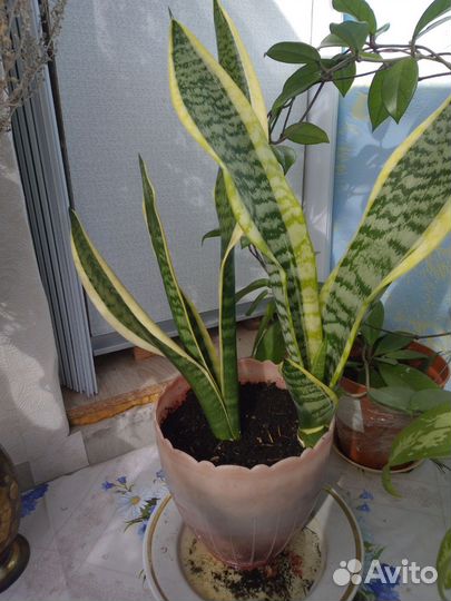 Сансевиерия 2 горшка