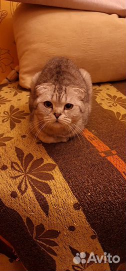 Шотландская вислоухая