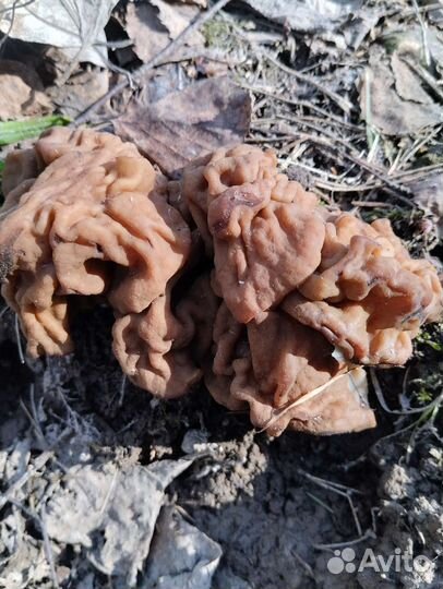 Грибы строчки гигантские сухие
