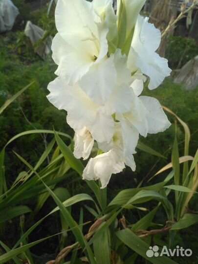 Гладиолусы луковицы