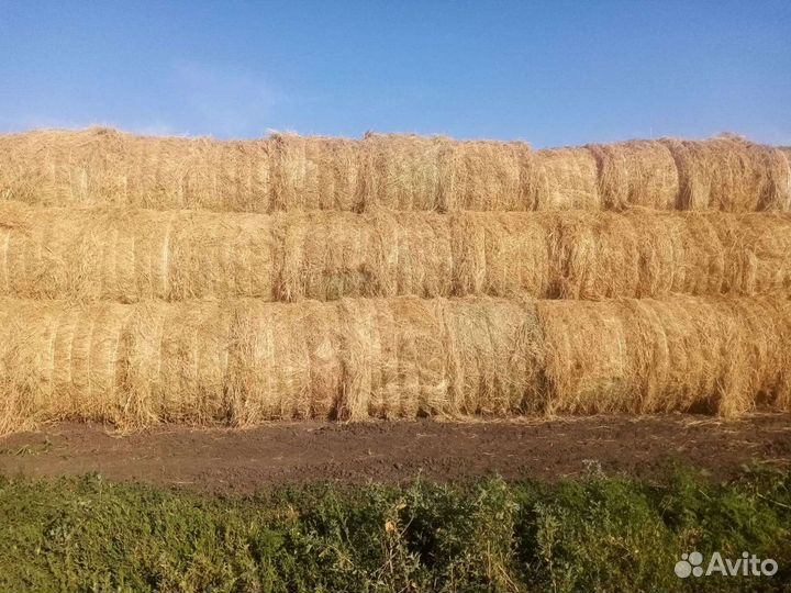 Сено 2023г