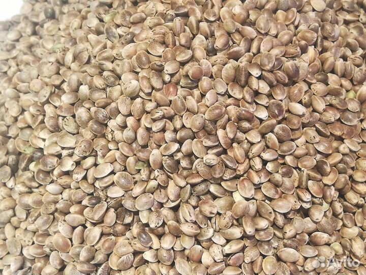 Масло конопляное сыродавленное