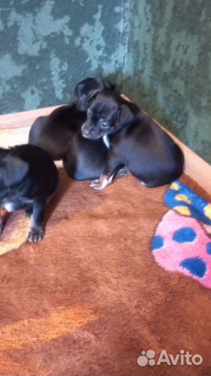 Той-терьер щенки