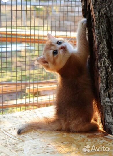 Шотландская золотая шиншилла мальчики