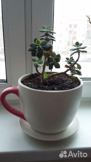 Цветочные горшки в форме чашек