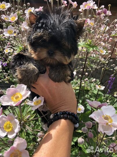 Кукольный мальчик