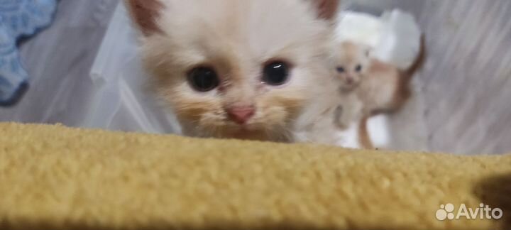 Котята