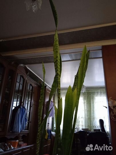 Сансивиерии разных размеров и высоты
