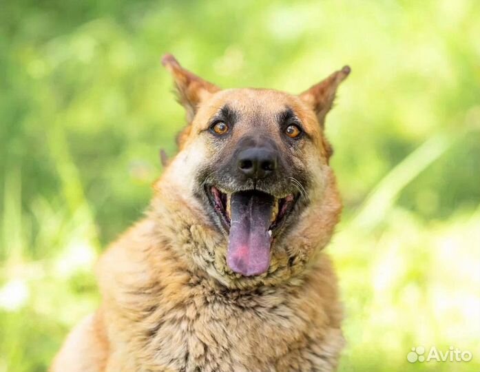 Ушастый рыжик по кличке Тахо