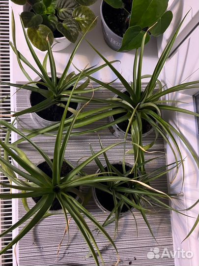 Ананас растение