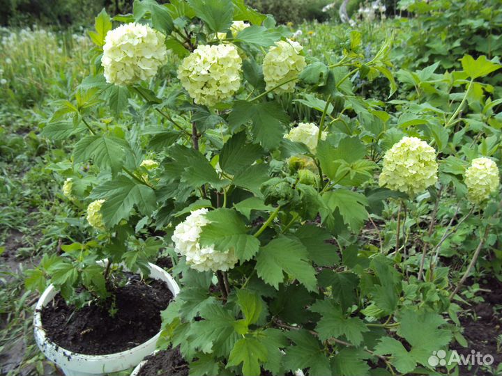 Калина Бульдонеж