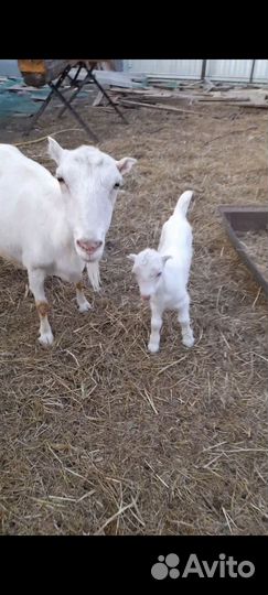 Козлики на племя