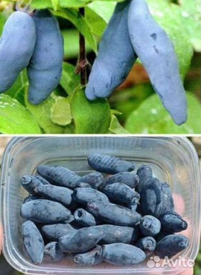 Жимолость Канадская опт Розница 25Сортов