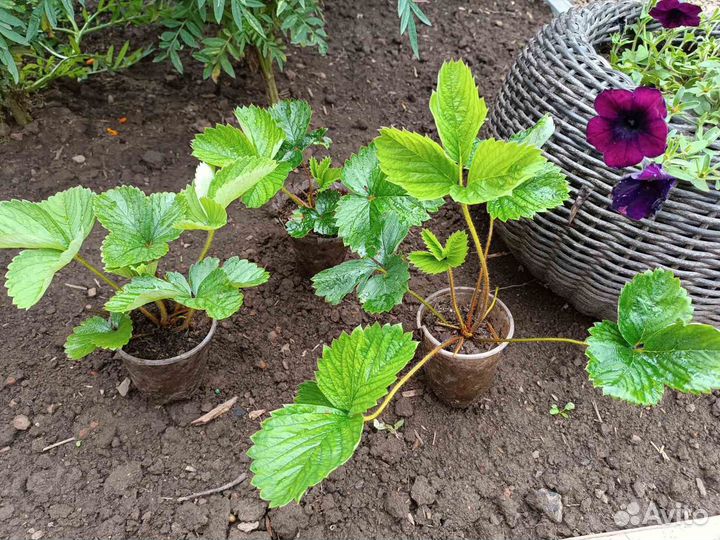 Рассада клубники