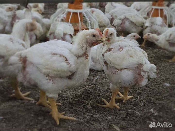 Цыплята бройлеры