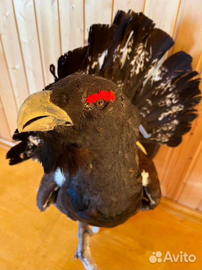 Чучело глухаря