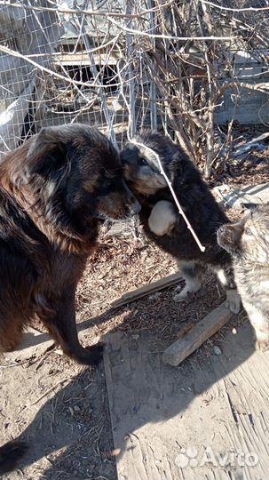 Щенки беспородные