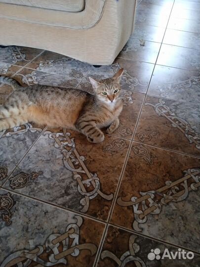 Отдам кота в добрые руки за символическую плату