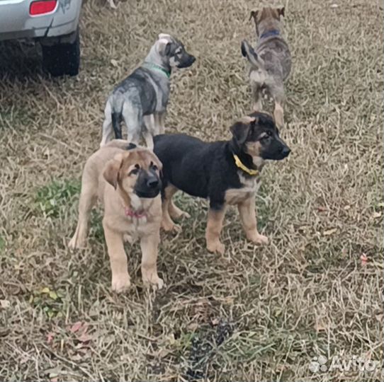 Крупные девочки