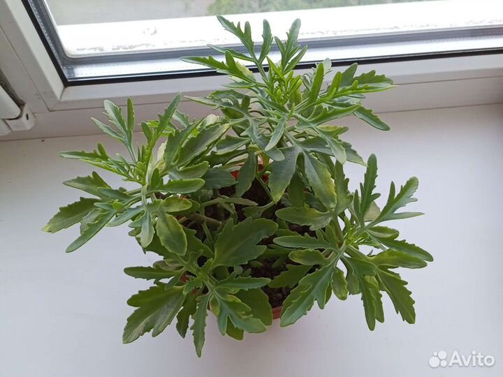 Оленьи рожки-каланхоэ рассеченный