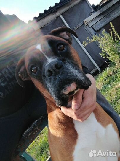 Вязка Боксера