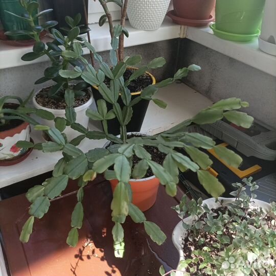 Комнатные растения