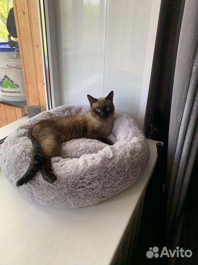 Лежанка 60 см для кошек собак. Много цветов