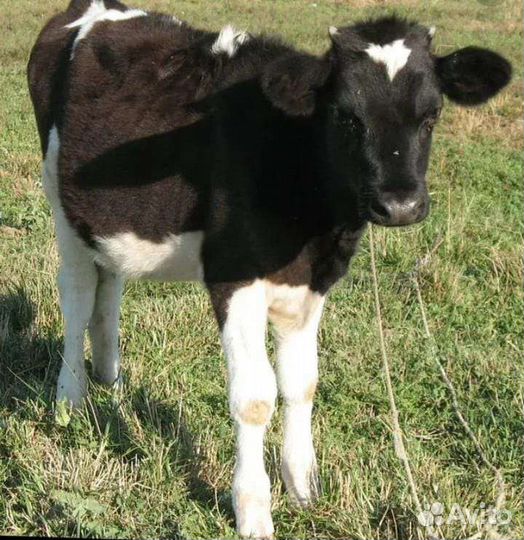 Продам бычков и тёлочек